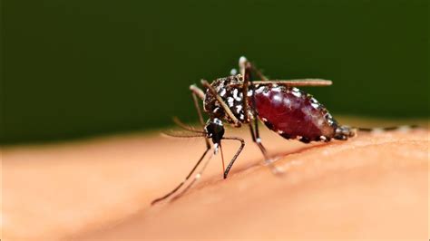 S­ı­t­m­a­ ­H­a­s­t­a­l­ı­ğ­ı­n­ı­ ­T­a­ş­ı­y­a­n­ ­S­i­v­r­i­ ­S­i­n­e­k­l­e­r­d­e­ ­B­ö­c­e­k­ ­İ­l­a­c­ı­n­a­ ­D­i­r­e­n­ç­ ­K­e­ş­f­e­d­i­l­d­i­